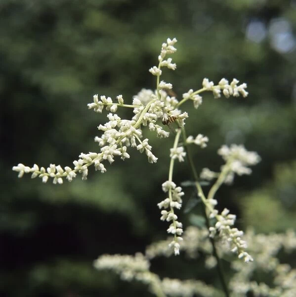 Artemisia flowers