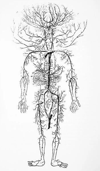 Arterial system, 18th century