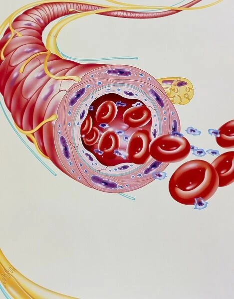 Artwork of arteriole dilated by alpha-blocker drug