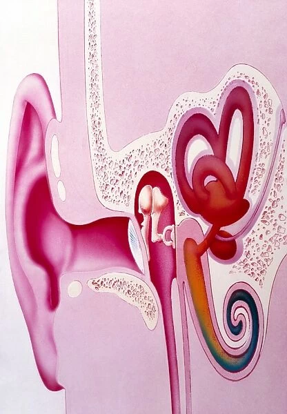 Artwork of the hearing organs of the human ear