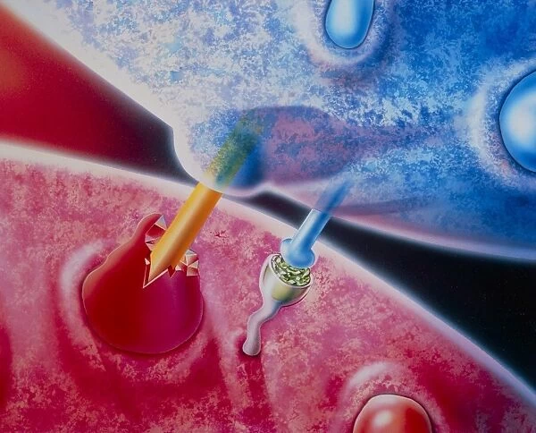 Artwork: Inside the AIDS virus, monocyte  /  T4 cell