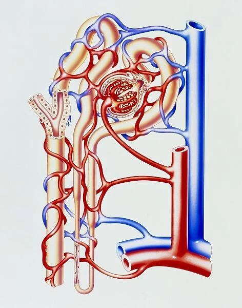 Artwork of kidney nephron with blood vessels