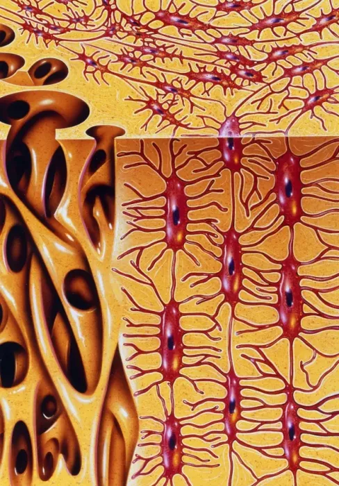 Framed Print : Human Bone Microstructure Print Framed Print : Human Bone Microstructure Print