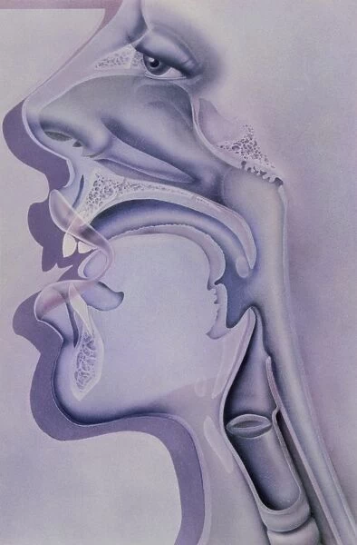 Artwork of the nose, mouth and throat in profile
