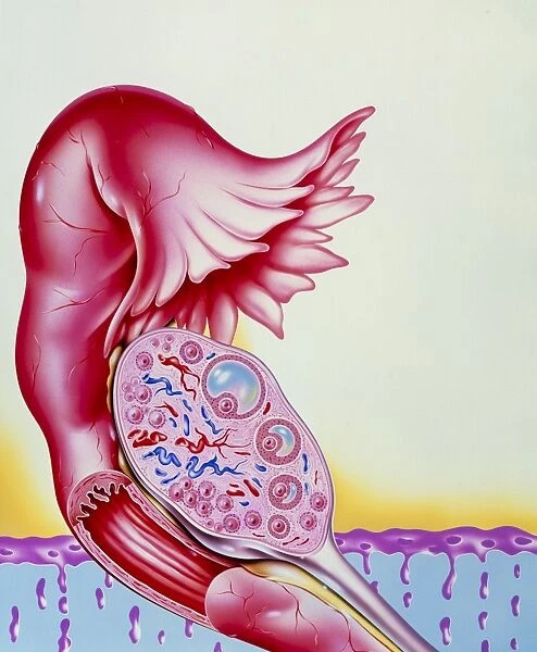 Artwork of ovum (egg) development in womans ovary