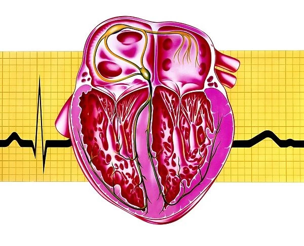 Artwork of sectioned heart with healthy ECG trace