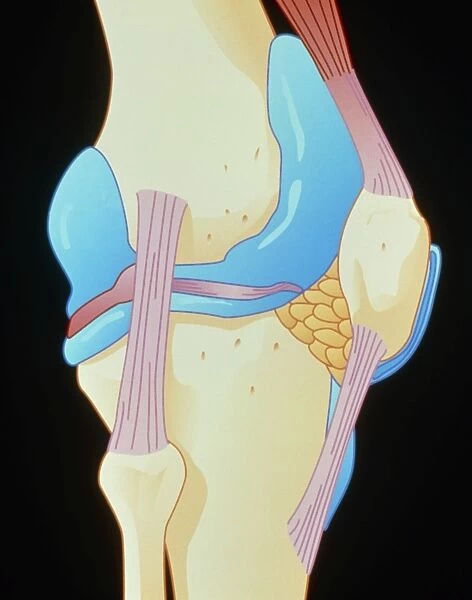 Artwork showing the structure of the knee joint