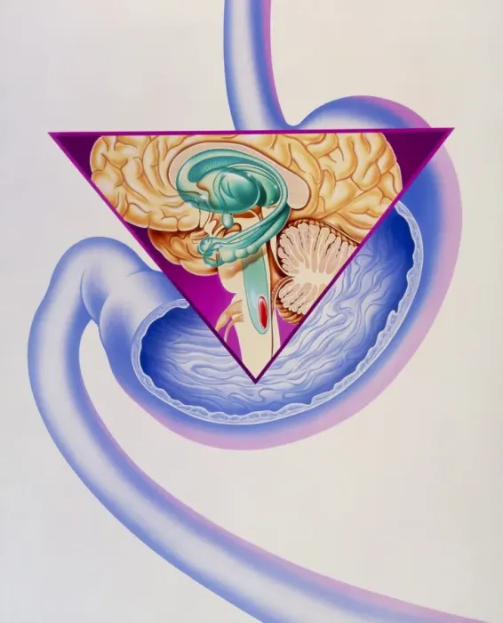 Framed Print : Human Vomiting Mechanism Print Framed Print : Human Vomiting Mechanism Print