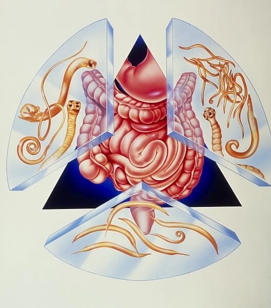 Artwork of various intestinal parasites and gut