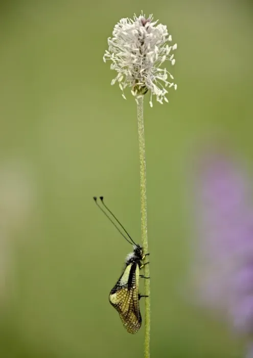 Framed Print : Ascalaphid insect Print on Hoary Plantain Stem Framed Print : Ascalaphid insect Print on Hoary Plantain Stem