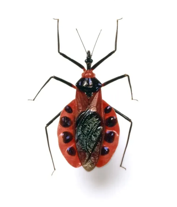 Framed Print : Assassin bug Print (Eurygaster maura) Framed Print : Assassin bug Print (Eurygaster maura)