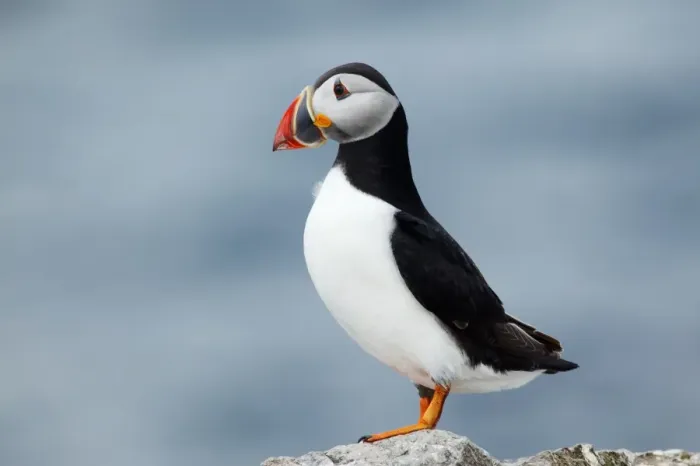Framed Print : Atlantic Puffin Print, 30cm in length Framed Print : Atlantic Puffin Print, 30cm in length