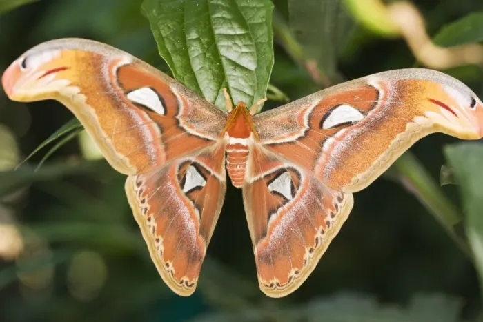 Framed Print : Atlas moth Print - Large Insect Framed Print : Atlas moth Print - Large Insect