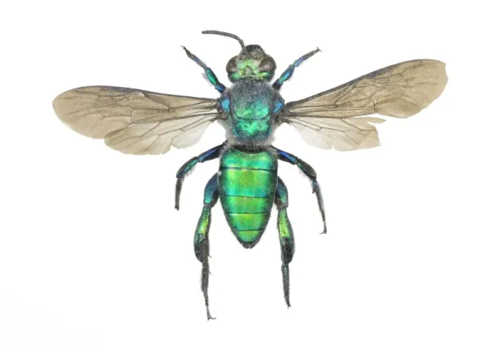 Framed Print : Augochlora pura Sweat Bee Print