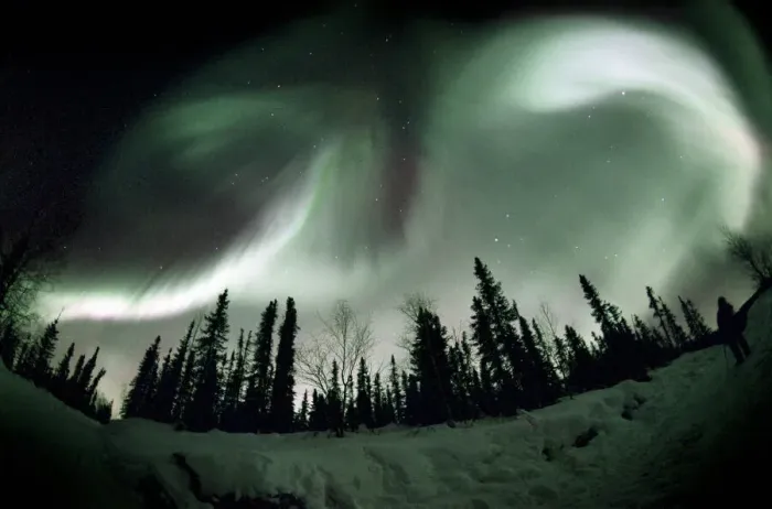 Framed Print : Aurora borealis print over Alaskan trees