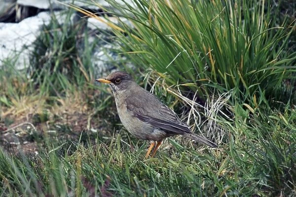 Austral thrush