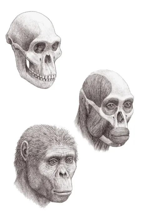 Framed Print : Australopithecus africanus Print Framed Print : Australopithecus africanus Print