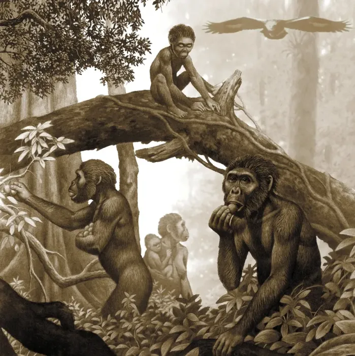 Framed Print : Australopithecus africanus Family Group Print Framed Print : Australopithecus africanus Family Group Print