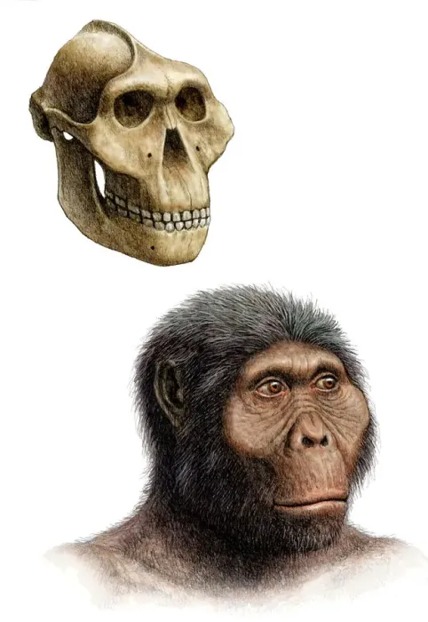 Framed Print : Australopithecus boisei Print Framed Print : Australopithecus boisei Print