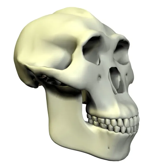 Framed Print : Australopithecus boisei skull Print