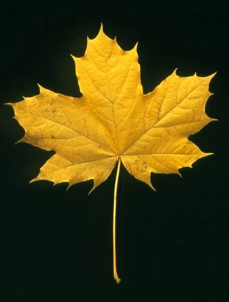 Autumn colour in a maple leaf