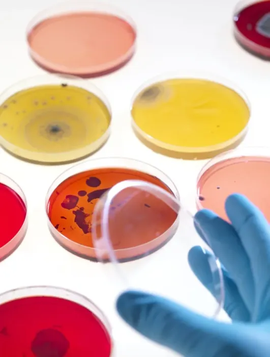 Framed Print : Bacteria Research Print Framed Print : Bacteria Research Print