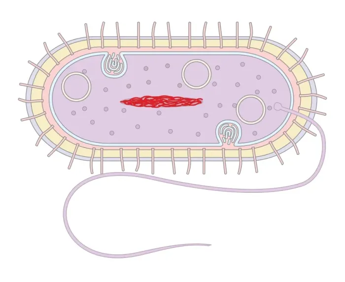 Framed Print : Bacterial Cell Structure Print Framed Print : Bacterial Cell Structure Print