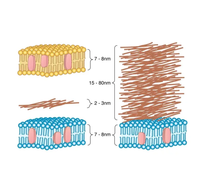 Framed Print : Bacterial Cell Wall Comparison Print Framed Print : Bacterial Cell Wall Comparison Print