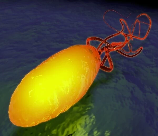 Bacterium. Computer artwork of a bacterium with numerous long flagella (upper right)