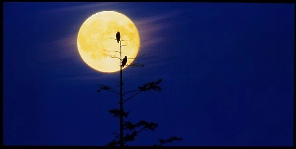 Bald eagles silhouetted against a full Moon