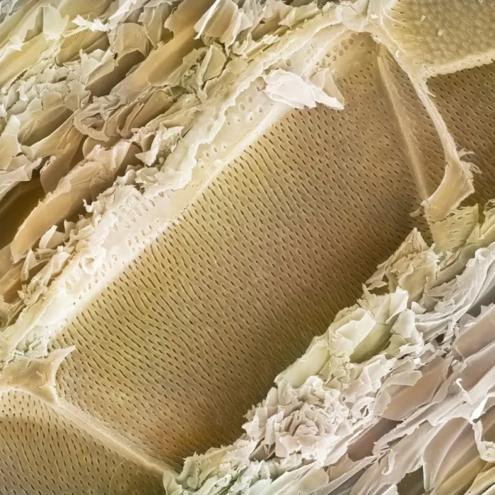 Framed Print : Balsa wood structure Print, SEM image of longitudinal section Framed Print : Balsa wood structure Print, SEM image of longitudinal section