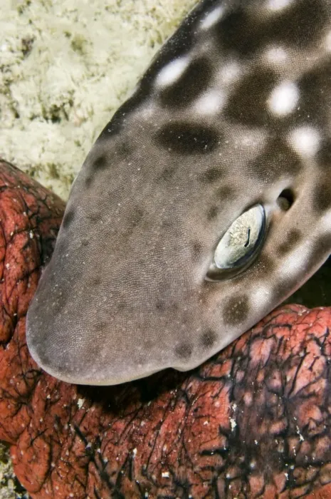 Framed Print : Bamboo Shark Print Framed Print : Bamboo Shark Print