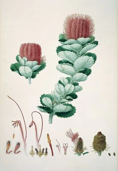 Banksia coccinea, 19th century C016  /  5535