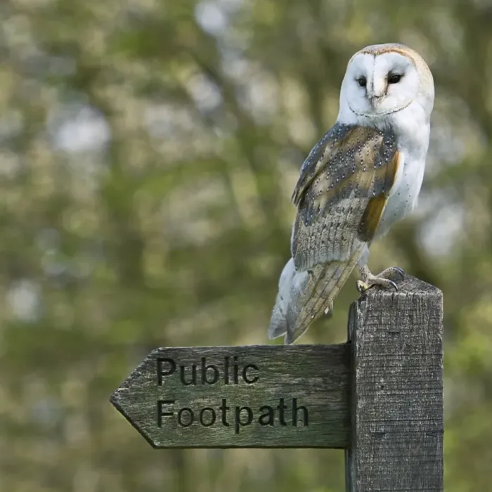 Framed Print : Barn Owl Print Framed Print : Barn Owl Print