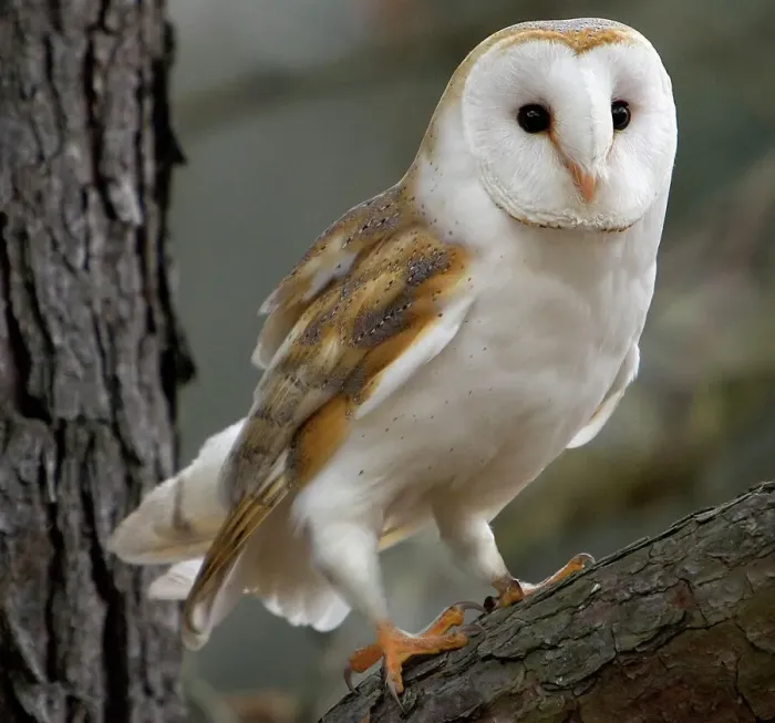 Framed Print : Barn Owl Print - Perched in a Tree Framed Print : Barn Owl Print - Perched in a Tree