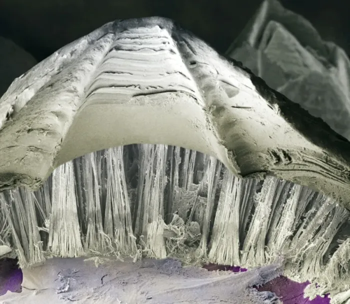 Framed Print : SEM Print of Barnacle Glue Threads Framed Print : SEM Print of Barnacle Glue Threads