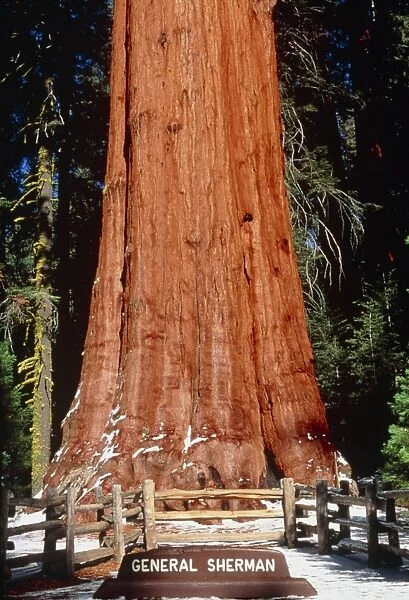 Base of Giant Sequoia General Sherman