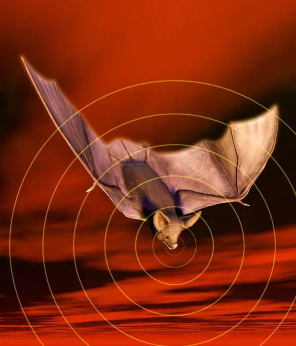 Framed Print : Bat Sonar Echolocation System Print Framed Print : Bat Sonar Echolocation System Print