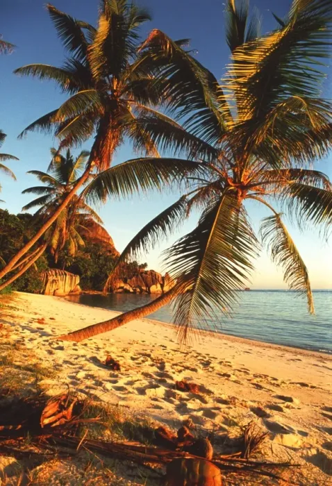 Framed Print : Seychelles Beach Palm Tree Print Framed Print : Seychelles Beach Palm Tree Print