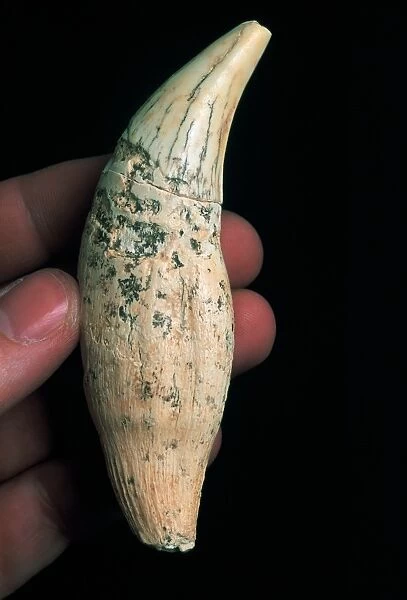 Bear tooth, Sima de los Huesos