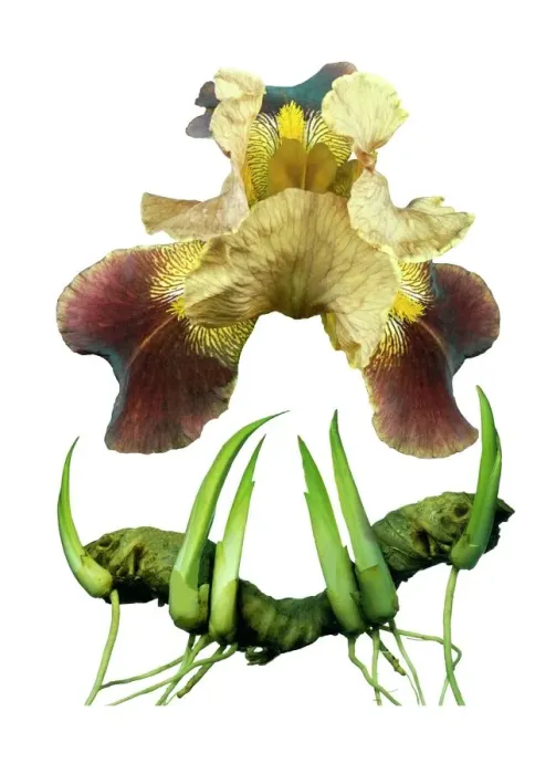 Framed Print : Bearded Iris Print Framed Print : Bearded Iris Print