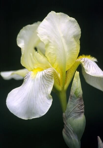 Bearded iris (Iris sp. )