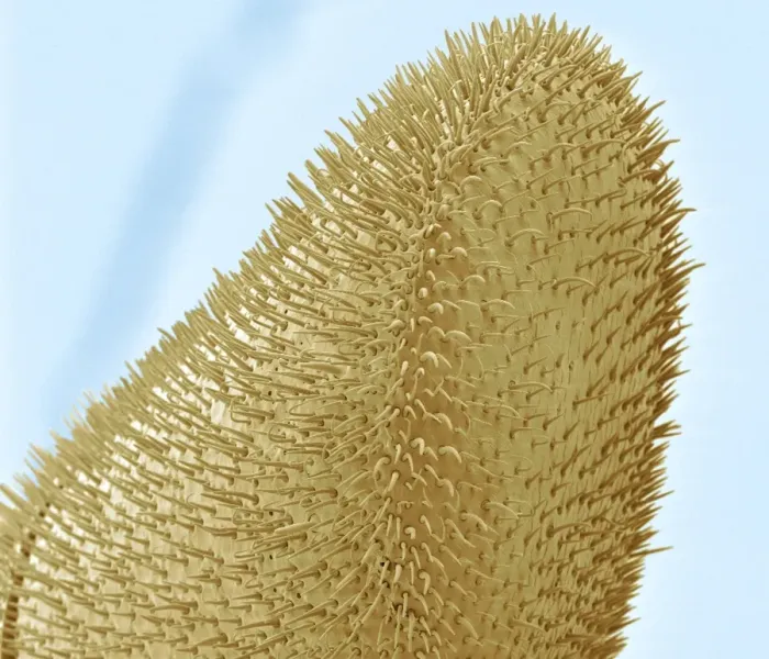Framed Print : Bee Antenna SEM Print