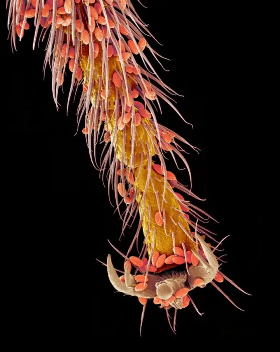 Framed Print : SEM Print of Bee Foot, Coloured scanning electron micrograph