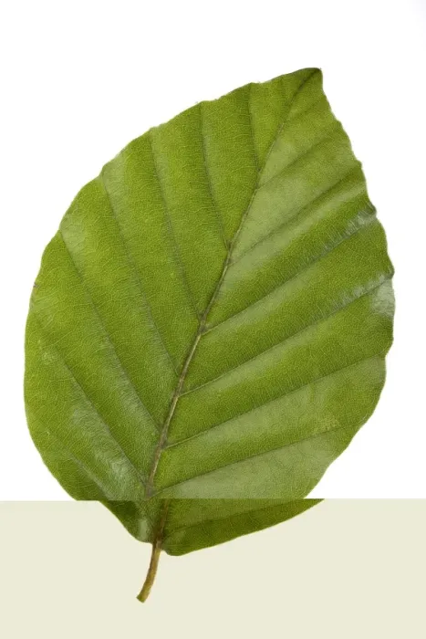 Framed Print : Beech Tree Leaf Print Framed Print : Beech Tree Leaf Print