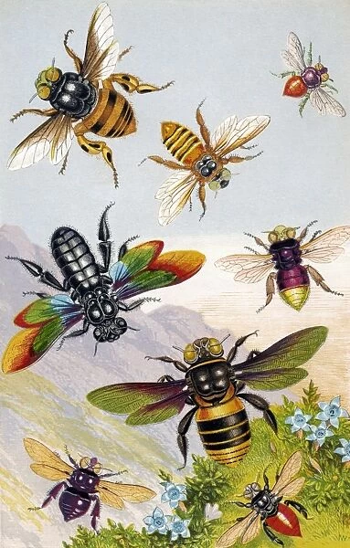 Bees. Historical chromolithograph artwork of exotic bees