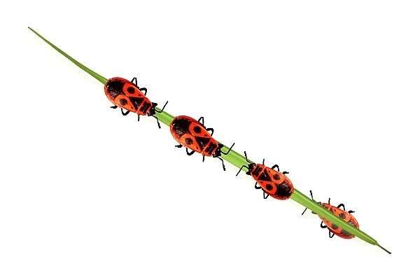 Beetles on a blade of grass