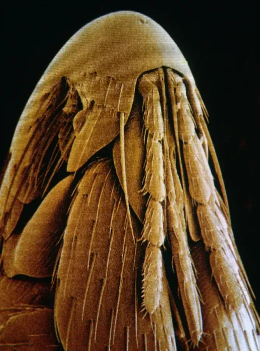 Framed Print : Bird flea head, Print