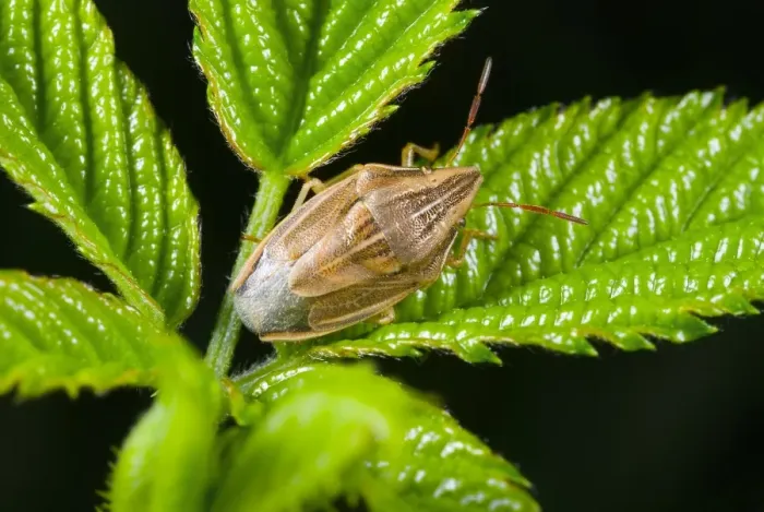 Framed Print : Bishops mitre shield bug Print on Leaf Framed Print : Bishops mitre shield bug Print on Leaf