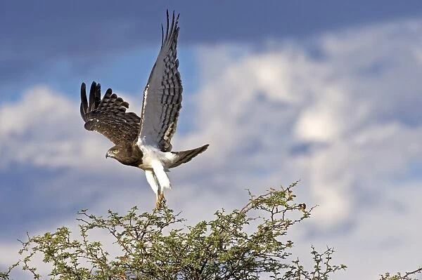 Black-chested snake eagle